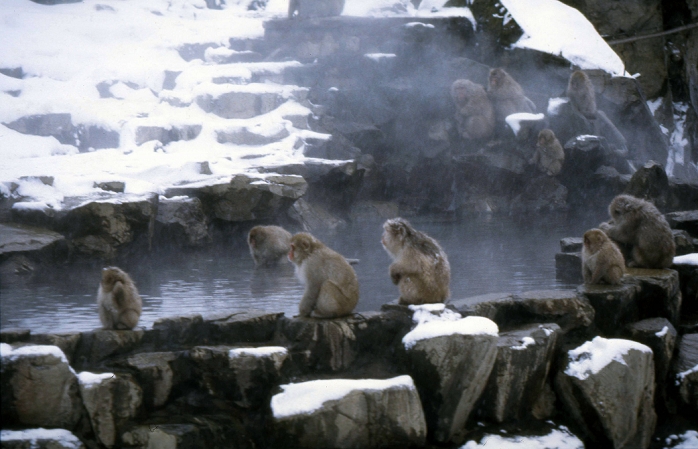 Jigokudani Monkey Park, Nagano Prefecture  January 7, 1996  Japan: January 7, 1996, Nagano   Snow monkeys come down from their dens in the snow covered forest to the pool of hot spring water in Jigokudani, northern Despite the harsh weather conditions in the winter and the steep cliffs, a large population of Japanese Macaque monkeys inhabit the The monkeys descend from the steep cliffs and forest to sit in the warm waters of the hotsprings and return  Photo by Kaku Kurita AFLO  FYJ 