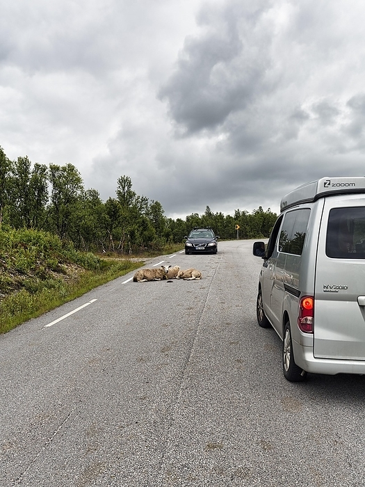 Car brakes, sheep lying on a country road, road hazard, Rv 27 scenic route, Rondane National Park, Norway, Europe, Photo by Angela to Roxel
