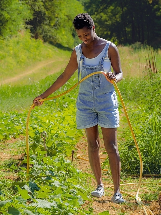 Short haired young african woman watering vegetable garden with hose taking care of vegetables in the organic farm wearing denim dungarees, Photo by Columbo