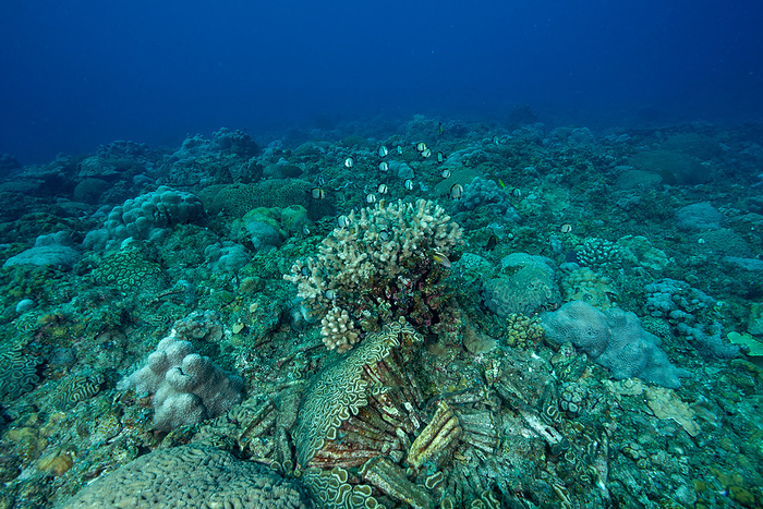 Tokyo, Ogasawara Broken coral and a fustace butterfly fish Bryozoan coral destroyed by ship s anchor