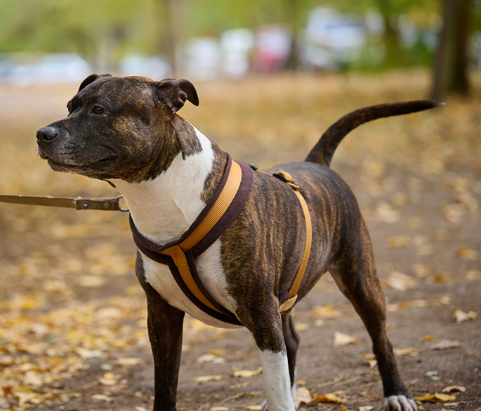 Adult brown american pit bull terrier stands in an autumn park and looks to the side. Adult brown american pit bull terrier stands in an autumn park and looks to the side.
