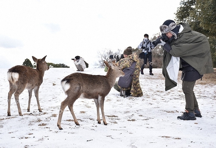 People taking pictures of deer in snow covered Nara Park People take photos of deer in snow covered Nara Park in Nara City at 8:46 a.m. on December 23, 2022, photo by Yuhi Yoshikawa.