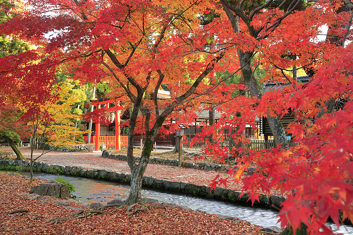 Kamigamo Shrine: Autumn leaves along Narano creek and Naratori gate Kyoto Pref.