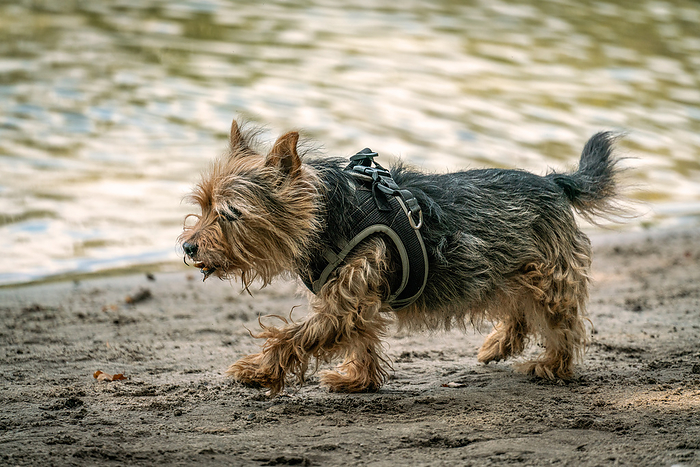 Cairn terrier cross breed for a walk on a beach near a lake Cairn terrier cross breed for a walk on a beach near a lake