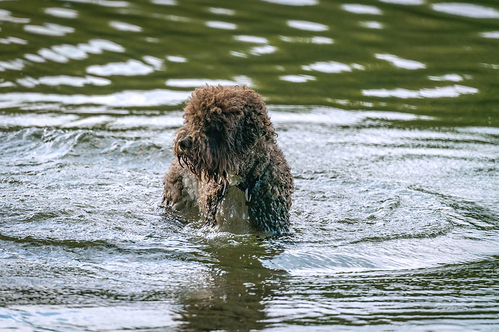 A poodle like fury brown dog is having a bath in Lake Grunewald in Berlin A poodle like fury brown dog is having a bath in Lake Grunewald in Berlin