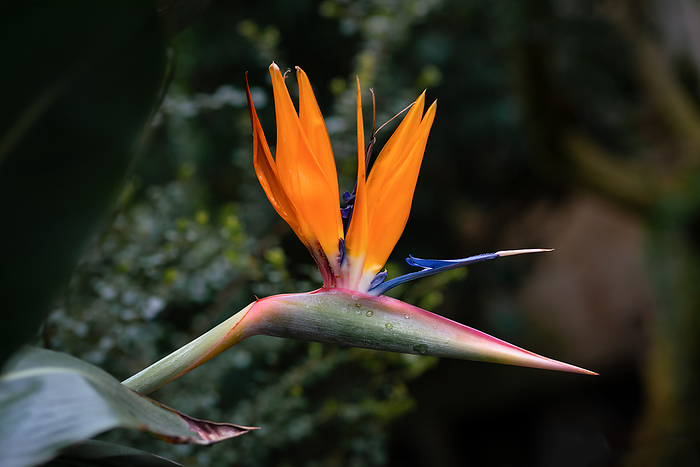 Detailed close up of a perfect bird of paradise flower (strelitzia reginae)