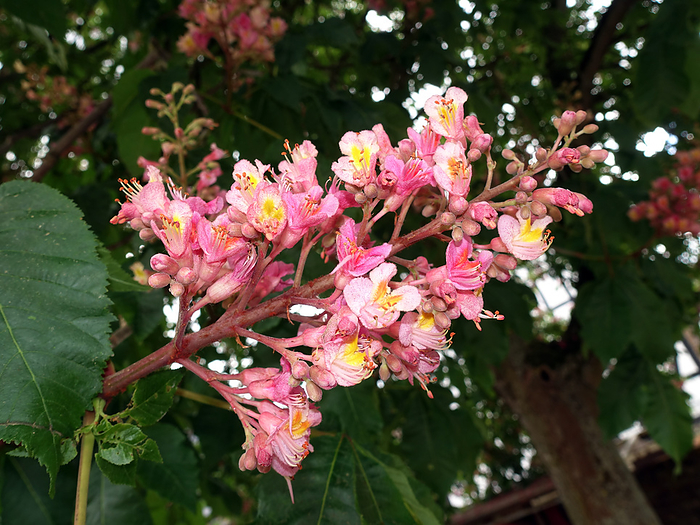 Inflorescence of a red horse chestnut  Aesculus x carnea  Inflorescence of a red horse chestnut  Aesculus x carnea 