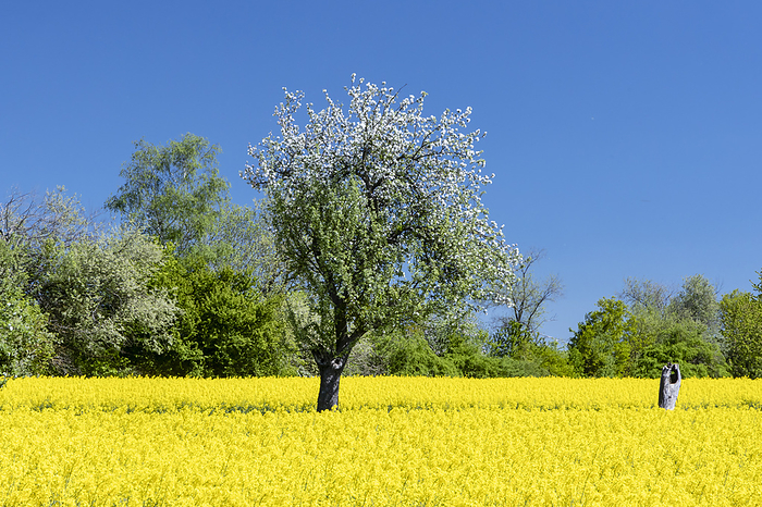 Flowering rape field with blossoming apple trees in Wiesbaden Naurod Flowering rape field with blossoming apple trees in Wiesbaden Naurod