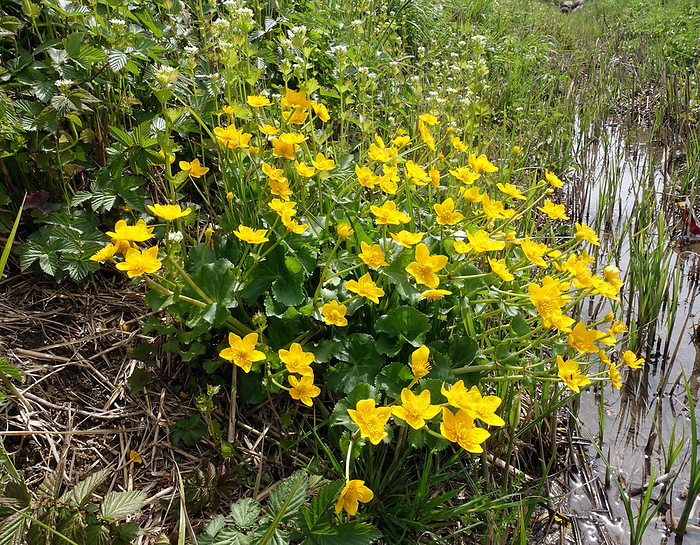 marsh marigold or kingcup  Caltha palustris , flowering plant marsh marigold or kingcup  Caltha palustris , flowering plant