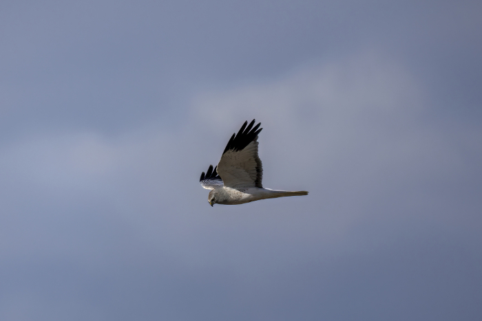 Male Grey Robin in flight