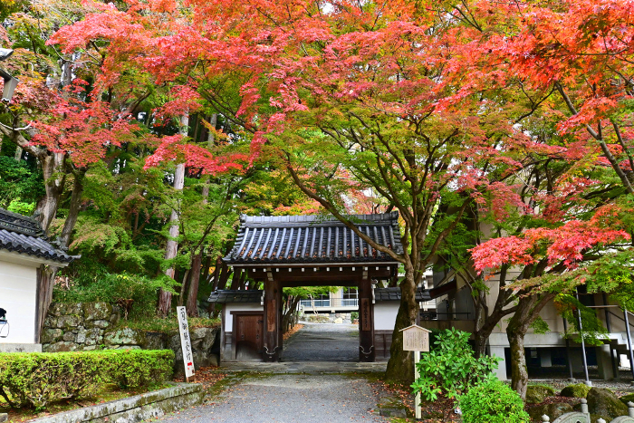 Stunning Autumn Leaves at Tongyomon Gate, Saikyoji Temple, Otsu City, Shiga Prefecture