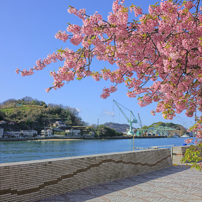 Onomichi Suido Kawazu Cherry Blossom ( East side of Onomichi Ferry Pier )
