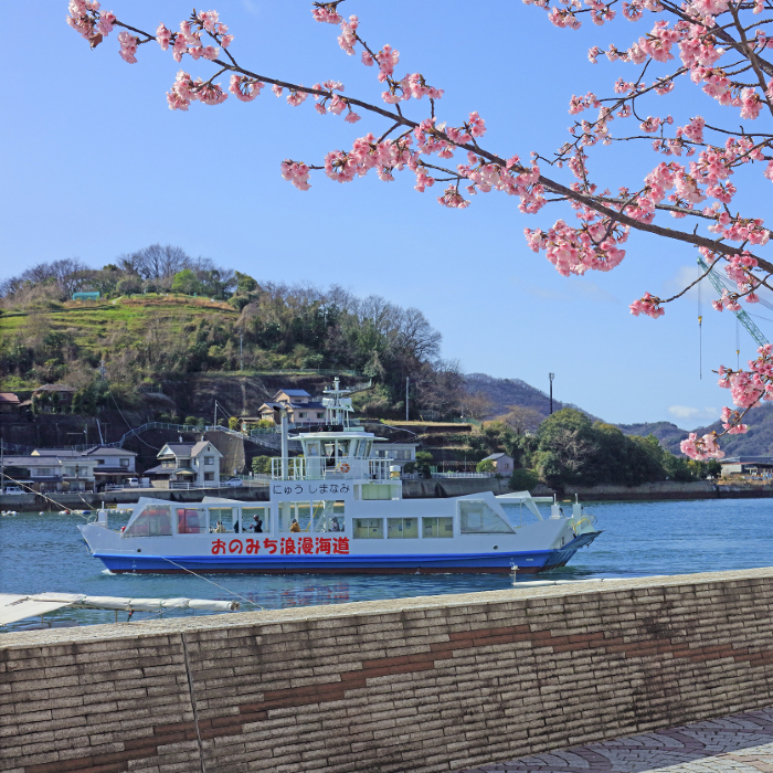 Onomichi Suido Tairyo Cherry Blossom ( East side of Onomichi Ferry Pier )