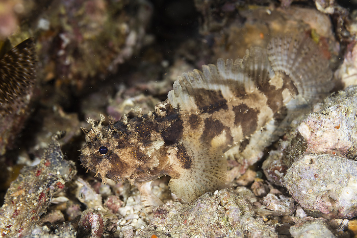 Malapascua Banded Tortfish, Malapascua, Cebu, Philippines English name: Banded Toadfish Scientific name: Halophyme diemensis