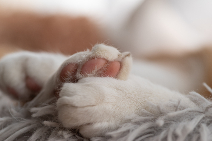 Cute cat feet