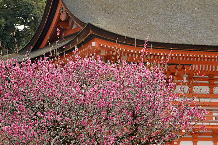 Shimogamo Jinja Shrine Korin no Ume Plum blossoms Kyoto City, Kyoto Prefecture