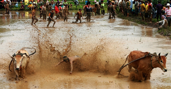 Riding through rice paddies after the harvest Cattle race in Indonesia March 12, 2013, Batu Sangkar, West Sumatra, Indonesia   UNDATED: A jockey controls harnessed cows during a   Pacu Jawi,   a cow race, in Batusangkar, West Sumatra, Indonesia. The   Pacu Jawi   is held annually in muddy rice fields to celebrate the end of the harvest season. Jockeys grab the tails of the cows and skate across the mud barefoot balancing on a wooden plank to show the strength of their cows who are later auctioned to buyers.  Photo by Yuli Seperi   AFLO Restrictions:   JAPAN ONLY  