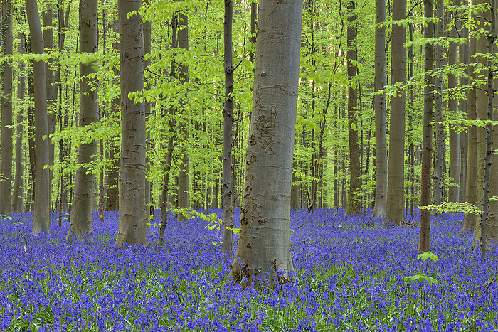 Bluebells (Hyacinthoides non-scripta) blooming in beech forest