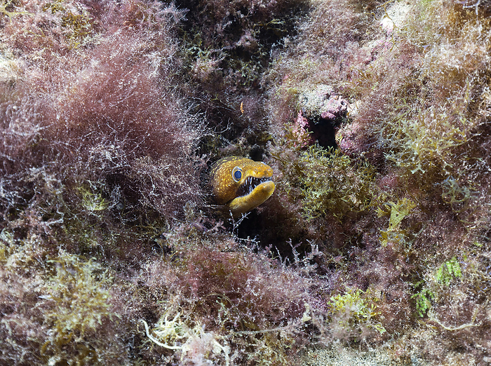 Undersea view of fangtooth moray (Enchelycore anatina) looking straight at camera