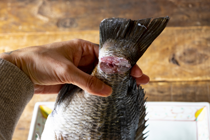Black sea bream_Nerves removed from tail