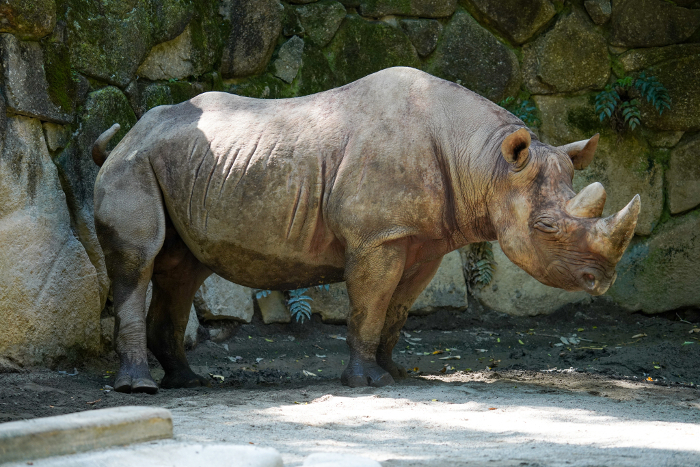 Saddle-backed rhinoceros (Rhinoceros unicornis)