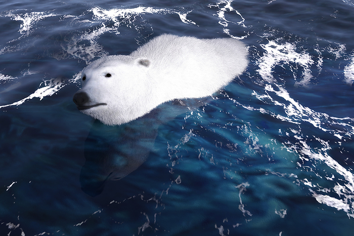 Digital 3D Illustration of a Polar Bear, Photo by Zoonar/Knut Niehus