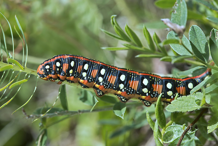 Caterpillar of the spurge moth (Hyles euphorbiae) eats cypress spurge, Photo by Zoonar/Georg_A