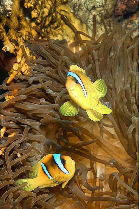 Red Sea Clownfish, Coral Reef, Red Sea, Egypt, Africa Red Sea Clownfish, Coral Reef, Red Sea, Egypt, Africa, Photo by Zoonar Alberto Carre