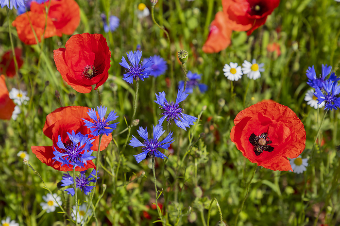 Cornflowers, poppies and daisies on a spring meadow close up Cornflowers, poppies and daisies on a spring meadow close up, Photo by Zoonar WIELAND HOLLW