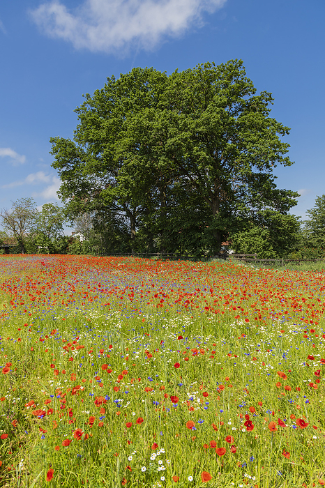 Sessile oaks behind a colorful spring meadow, Photo by Zoonar/WIELAND HOLLW