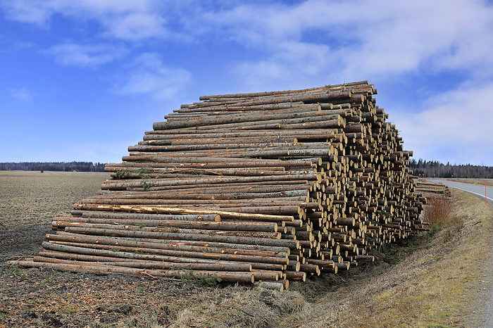 Pulpwood Stacked by Road, Photo by Zoonar/TAINA SOHLMAN