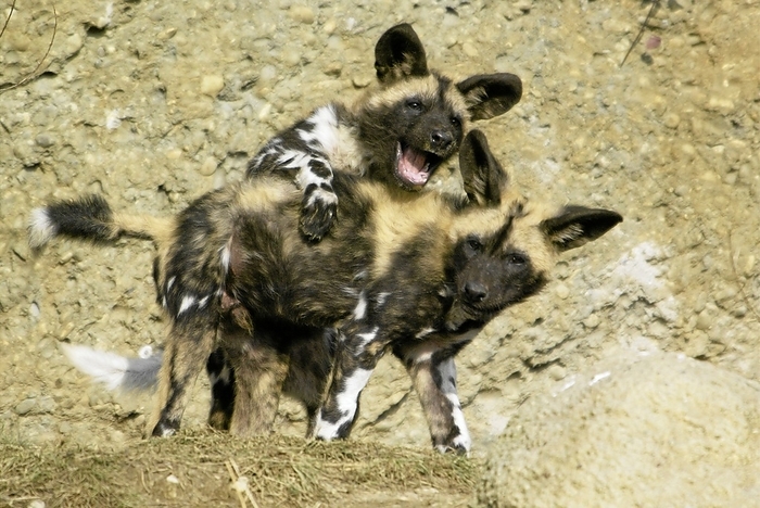 African Wild Dog African Wild Dog, Photo by Zoonar Prowibild