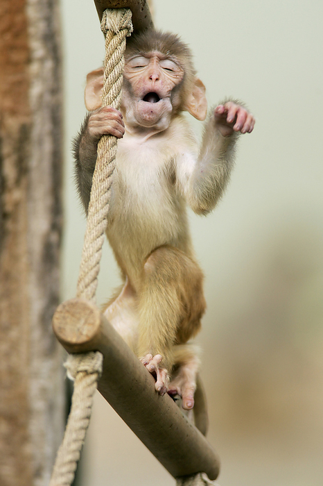 rhesusaffe, macaca mulatta, rhesus macaque rhesusaffe, macaca mulatta, rhesus macaque, Photo by Zoonar Prowibild
