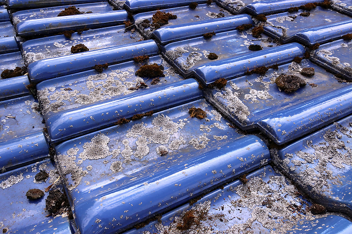 Flechten und Moos auf glasierten, blauen Dachziegeln Lichen and moss on glazed blue roof tiles, Photo by Zoonar Erich Teister