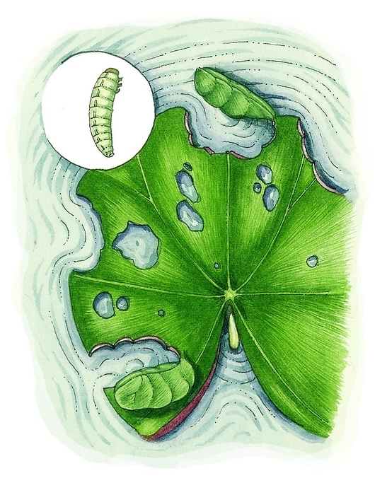 China mark moth caterpillar, illustration Illustration showing the China mark moth  Elophila nymphaeata  caterpillar. It is a pest that attacks waterlilies., by LIZZIE HARPER SCIENCE PHOTO LIBRARY
