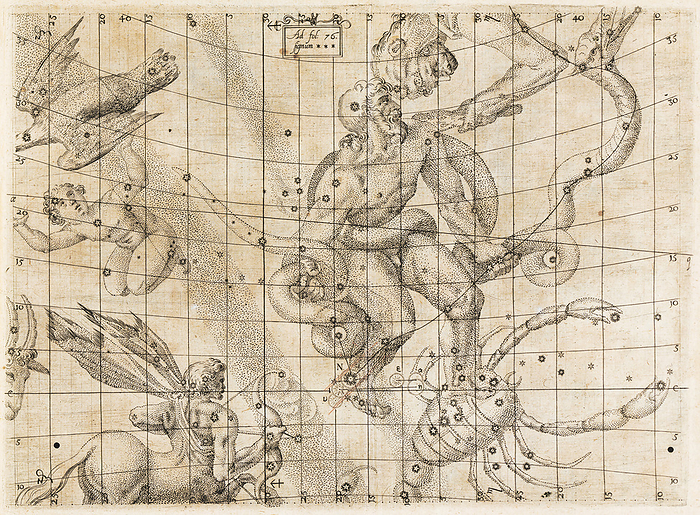 Kepler s supernova in Ophiuchus, 1604 Kepler s supernova in Ophiuchus. Artwork and map of the stars in and around the constellation of Ophiuchus  centre , showing the supernova observed in 1604 by the German astronomer Johannes Kepler  1571 1630 . Ophiuchus is here represented as a man holding a serpent. The supernova is the object labelled N in the man s right foot. A supernova is the explosive death of a massive star. At its peak brightness this supernova outshone all the planets except Venus. Together with the supernova observed by Tycho Brahe in 1572, this event challenged the idea that the heavens were an unchanging place. This artwork was published in Kepler s De stella nova in pede Serpentarii  1606, On the New Star in Ophiuchus s Foot ., by ETH Zurich SCIENCE PHOTO LIBRARY