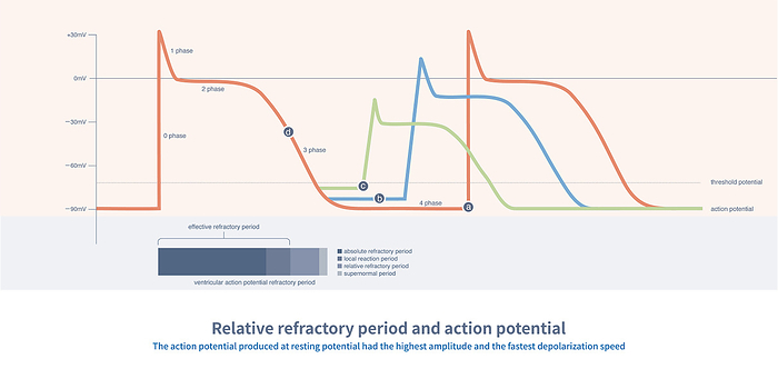 Relative refractory period, illustration Relative refractory period, illustration. In the relative refractory period, new action potentials can be produced, but the action potentials are defective, and the conduction performance is not as good as the action potentials produced at the resting potential., by CHONGQING TUMI TECHNOLOGY LTD SCIENCE PHOTO LIBRARY