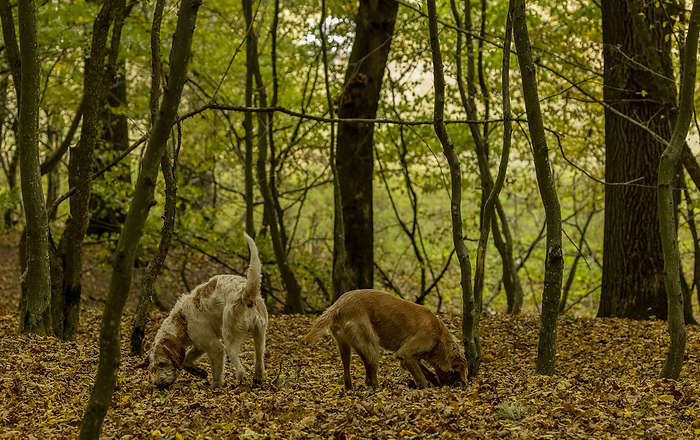 Romanian truffle hunting dogs in old woodland in autumn Romanian truffle hunting dogs in old woodland in autumn, near Archita, Saxon Transylvania. Romania., by BOB GIBBONS SCIENCE PHOTO LIBRARY