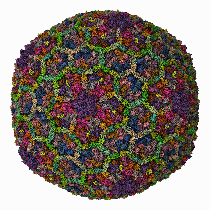 Bacteriophage T4 capsid, molecular model Bacteriophage T4 capsid, molecular model. The image shows the structure of the isometric bacteriophage T4 capsid. Escherichia virus T4 is a species of bacteriophages that infect Escherichia coli bacteria. It is a double stranded DNA virus in the subfamily Tevenvirinae from the family Myoviridae., by LAGUNA DESIGN SCIENCE PHOTO LIBRARY