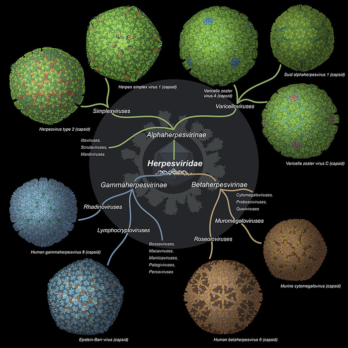 Herpesviridae viruses, illustration Illustration of the taxonomy tree for the Herpesviridae virus family. Virions with a known reconstructed structure  via cryogenic electron microscopy or X ray  are shown as 3D visualisations. Virions with a known reconstructed structure  via cryogenic electron microscopy or X ray  are shown as 3D visualisations. Herpesviruses are enveloped with a double stranded, non segmented genome. Some species infect humans and cause herpes infections, Epstein Barr diseases or Kaposi sarcoma. by SIMONE ALEXOWSKI   SCIENCE PHOTO LIBRARY