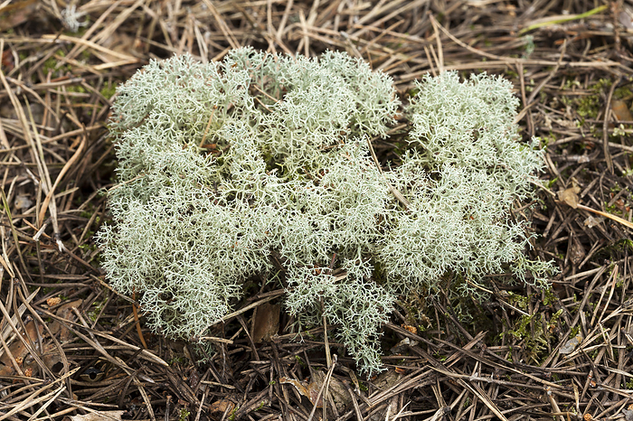 Reindeer lichen  Cladonia portentosa  Reindeer lichen  Cladonia portentosa , a terrestrial lichen of the order Lecanorales., by PASCAL GOETGHELUCK SCIENCE PHOTO LIBRARY