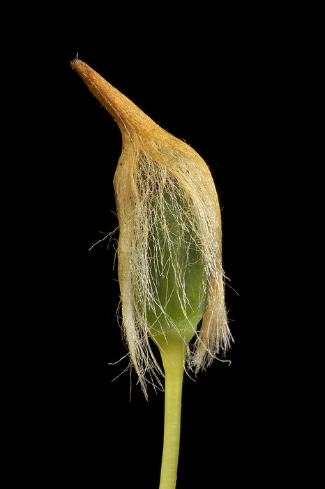 Bank haircap moss  Polytrichastrum formosum  Capsule of the female foot surmounted by its fibrous cap of bank haircap moss  Polytrichastrum formosum ., by PASCAL GOETGHELUCK SCIENCE PHOTO LIBRARY