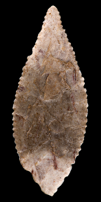 Neolithic stone tool Neolithic period stone tool with a foliate and lacy point in cut stone. This specimen was found in North Africa. 5 cm in length., by PASCAL GOETGHELUCK SCIENCE PHOTO LIBRARY