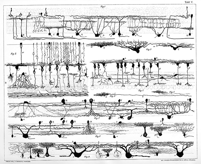 Nerve structures of the retina, 1894 illustration Diagrams of the nerve structures of the retina, a thin layer of neural cells that lines the back of the eyeball, by Santiago Ramon y Cajal. Cajal  1852 1934  was a Spanish histologist and neuroscientist. From 1885 he became interested in the microscopic structure of the brain. By using and improving Camillo Golgi s recently invented staining methods, Ramon y Cajal studied the brain, spinal cord and retina. He showed the great complexity of the system and argued that the cells in the nervous system were discrete, having no physical continuity between them. He also studied the degeneration and regeneration of nerves. In 1906 he shared the Nobel Prize for Medicine with Golgi. Published in Die Retina der Wirbelthiere  The Vertebrate Retina , in 1894., by US NATIONAL LIBRARY OF MEDICINE SCIENCE PHOTO LIBRARY