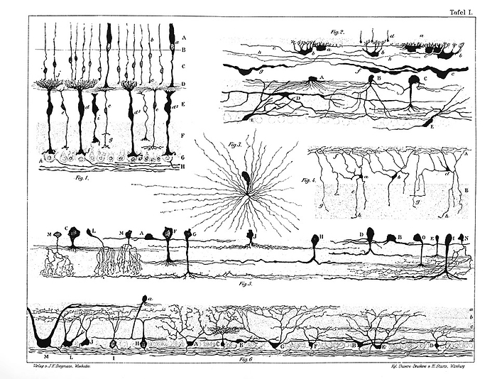Nerve structures of the retina, 1894 illustration Diagrams of the nerve structures of the retina, a thin layer of neural cells that lines the back of the eyeball, by Santiago Ramon y Cajal. Cajal  1852 1934  was a Spanish histologist and neuroscientist. From 1885 he became interested in the microscopic structure of the brain. By using and improving Camillo Golgi s recently invented staining methods, Ramon y Cajal studied the brain, spinal cord and retina. He showed the great complexity of the system and argued that the cells in the nervous system were discrete, having no physical continuity between them. He also studied the degeneration and regeneration of nerves. In 1906 he shared the Nobel Prize for Medicine with Golgi. Published in Die Retina der Wirbelthiere  The Vertebrate Retina , in 1894., by US NATIONAL LIBRARY OF MEDICINE SCIENCE PHOTO LIBRARY