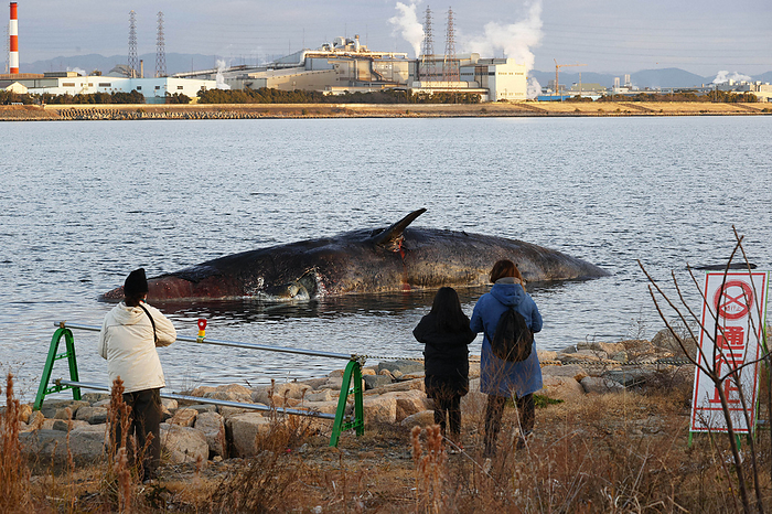 Whale dies near the mouth of the Yodogawa River in Osaka Bay Sperm whale  Yodo chan  washed up from near the mouth of the river and washed ashore near the shore of the Yodo River. The left side is the head. The left side of the body is on its side, and the right side of the body is on its side.