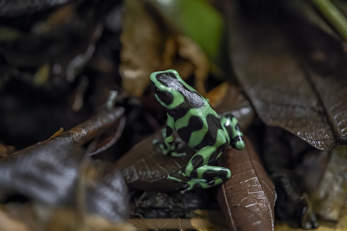 Costa Rica, Dartmouth Frog