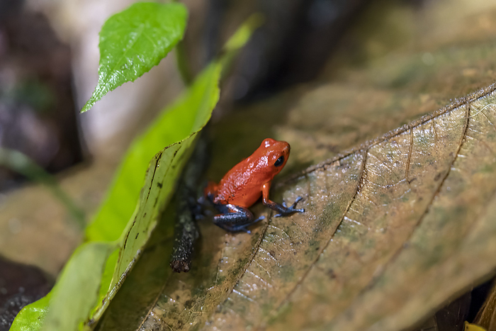 Costa Rica, Dartmouth Frog