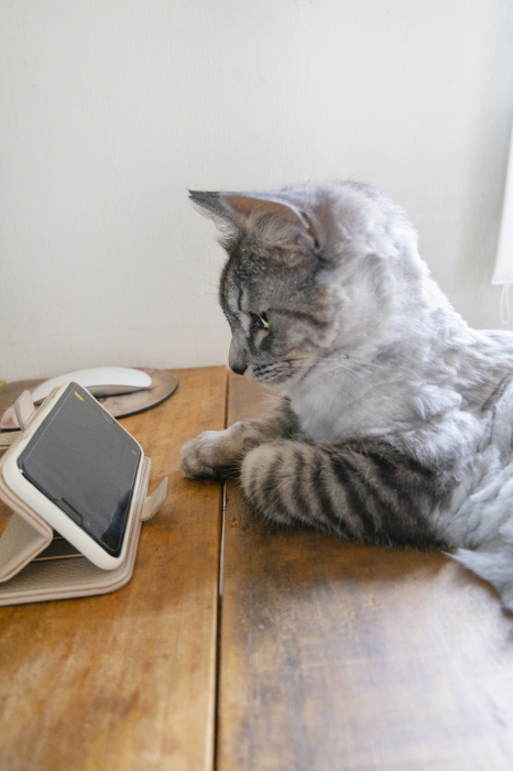 Sabatura cat looking at a smartphone