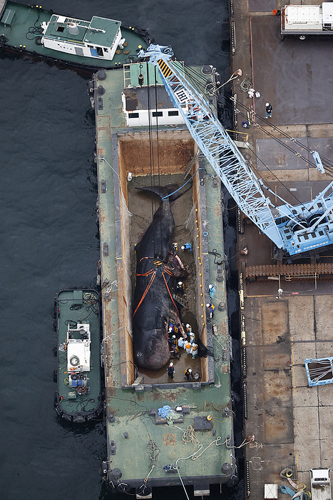 Whale dies near the mouth of the Yodogawa River in Osaka Bay Sperm whale being loaded onto a ship in Konohana ku, Osaka, at 3:30 p.m. on January 18, 2023, from the head office helicopter.
